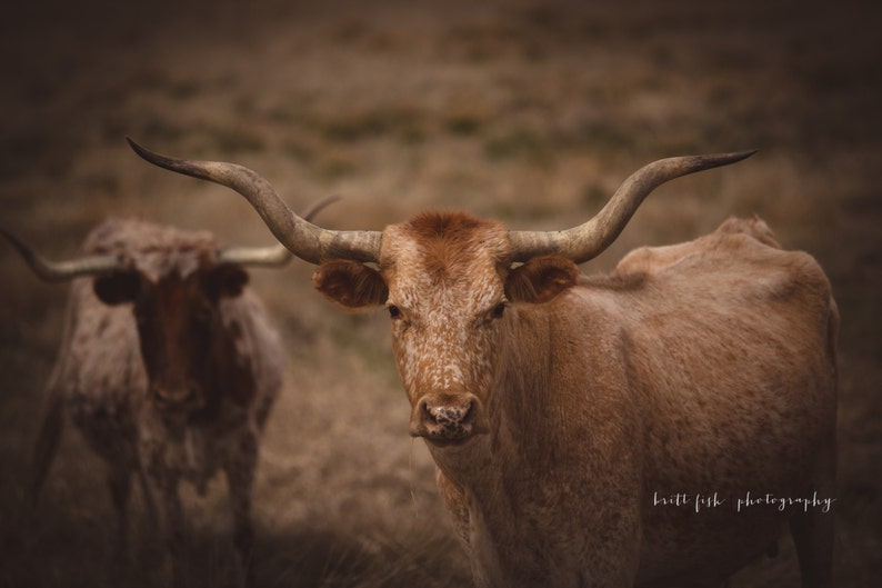 Saw Varsity's Horns Off... Etsy