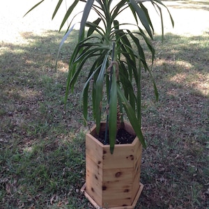 May include: A large green plant in a hexagonal wooden planter. The planter is made of natural wood with a rustic finish. The plant is sitting on a grassy lawn.