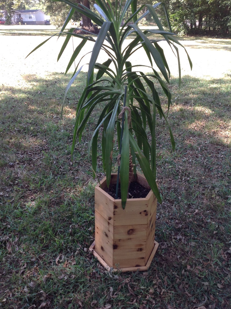 Puede incluir: Una planta verde grande en una maceta hexagonal de madera. La maceta est&aacute; hecha de madera natural con un acabado r&uacute;stico. La planta est&aacute; sentada en un c&eacute;sped.