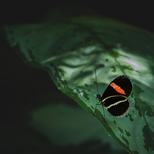 The Postman Butterfly
