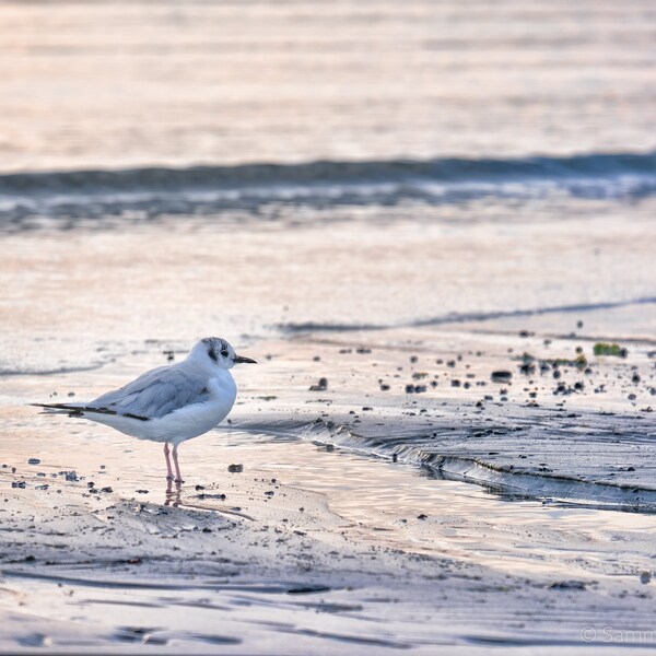 Bonaparte's gull on Willard Beach.