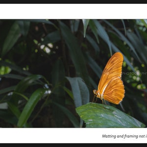 The Julia Butterfly (Dryas iulia)