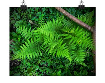 Impression d'affiche de feuille de fougère botanique, art mural mat, photographie de nature