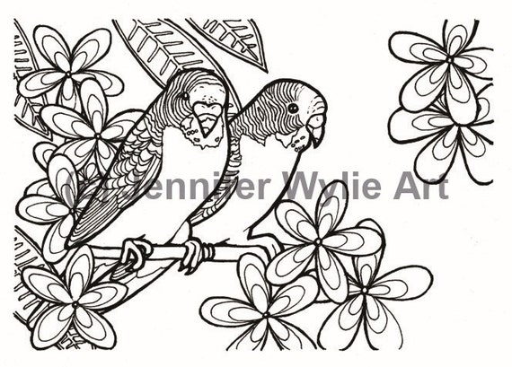 Wellensittich Zum Ausmalen