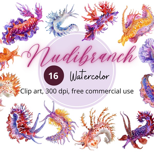 Clipart de nudibranche aquarelle, clipart créatures de l'océan, graphiques d'escargots, estampes colorées d'animaux marins, illustration graphique de luges de mer, fichiers png