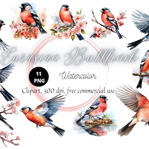 Puede incluir: Once ilustraciones de acuarela de Pinzones comunes, un tipo de ave, en varias poses. Las aves se representan con plumaje rojo, negro y blanco, y algunas están posadas en ramas con flores rosadas.