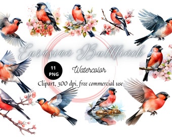 Watercolor Eurasian bullfinch clip art, bird flying prints, red birds graphics, winter nature holiday card, png file instant download