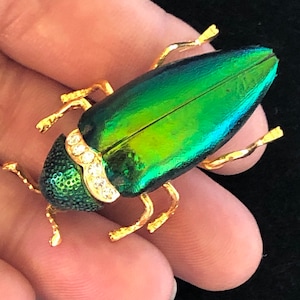 Jewel Beetle- Lovely little fellow! Real Beetle, Gold-Tone & Diamanté Collar 1.75”