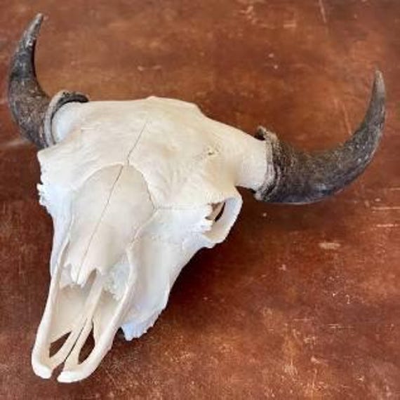 Buffalo Skull Brooch Solid Sterling Silver, Stunn… - image 6