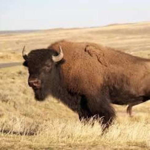 Buffalo Skull Brooch Solid Sterling Silver, Stunn… - image 10