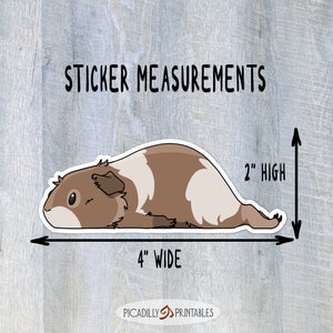 May include: A brown and white guinea pig sticker with a cute cartoon style. The sticker is 4 inches wide and 2 inches high.  STICKER MEASUREMENTS.