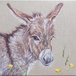 Original Painting by Alison Armstrong - Wildlife/ Animal Canvas - Donkey
