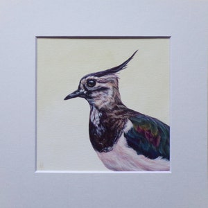 Dipinto originale di Alison Armstrong - Uccello/Fauna selvatica - Pavoncella