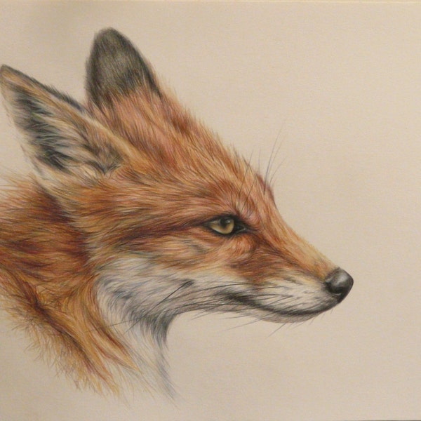 Original Coloured Pencil Drawing by Alison Armstrong - Wildlife - Fox
