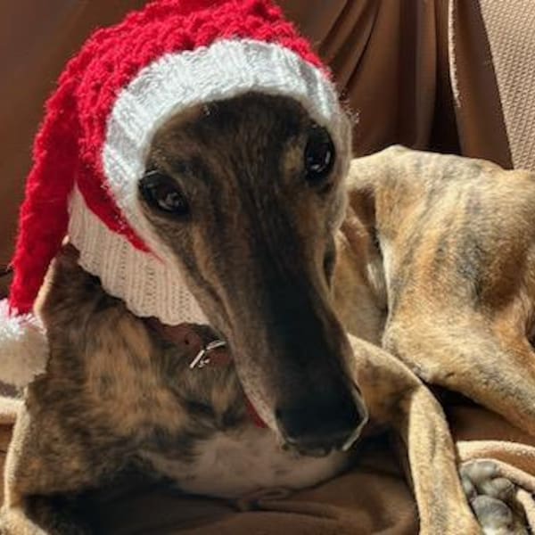 Greyhound knitted cap