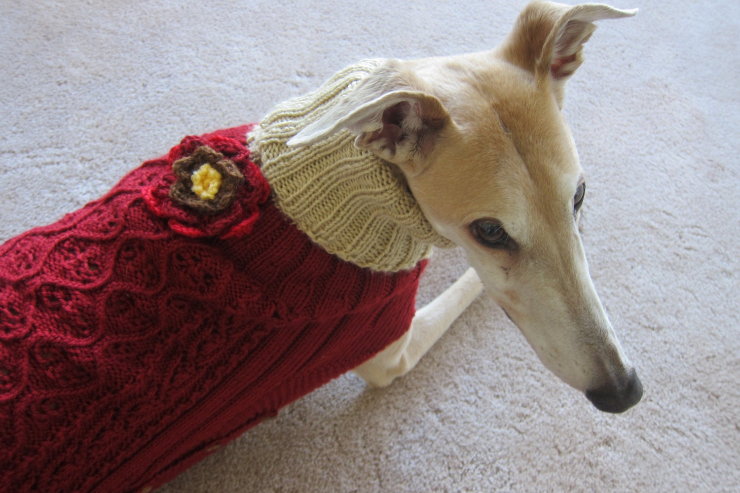Handknitted Sweaters for Greyhound You Can Order Color and - Etsy