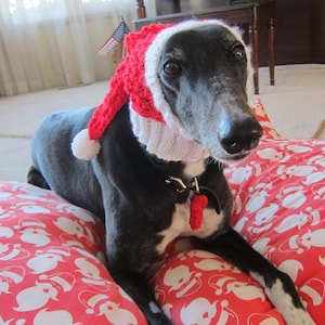 Greyhound knitted cap