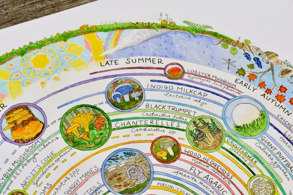 Seasonal Mushroom Foraging Calendar: What to Find Month by Month 