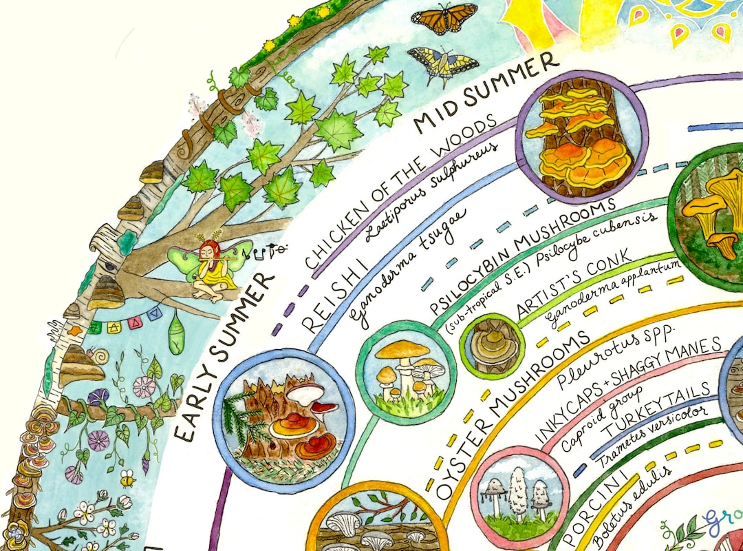 Mushroom Foraging Calendar an Illustrated Guide to Edible & Etsy