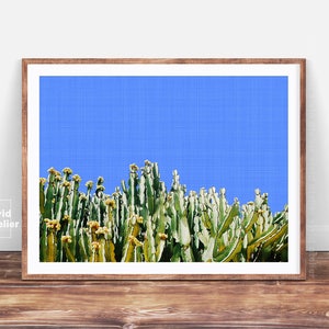 Cactus Photography, Succulent Print, Cactus Art, Cactus Print, Cacti, Cactus Plant Print, Cactus Wall Art, Cactus Printable, Cactus Photo image 1