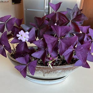 May include: A houseplant featuring striking purple, triangular leaves and delicate, pale pink flowers. The plant is in a ceramic pot with an earthy, speckled finish, placed on a white saucer. The leaves have a velvety texture.