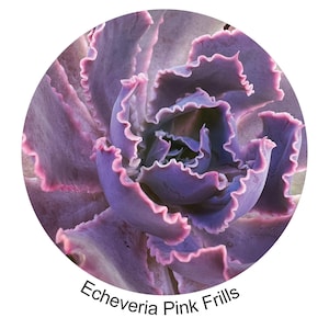 May include: An Echeveria Pink Frills succulent featuring thick, fleshy leaves arranged in a rosette pattern. The leaves are a muted purple colour with distinct, wavy, ruffled edges that are highlighted in a lighter pink tone. Text reads Echeveria Pink Frills.