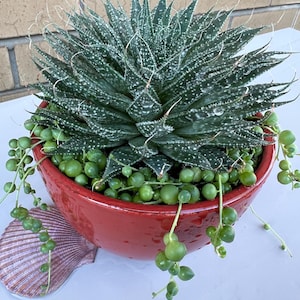 May include: A dark green succulent with white spots in a red ceramic bowl, with trailing green, spherical plants. A decorative seashell sits beside the bowl. The plant's leaves are pointed and spiky.