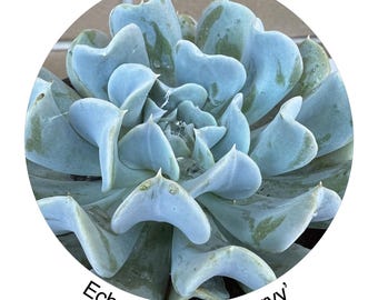 Echeveria ‘Topsy Turvy’. Elegant blue-grey succulent.