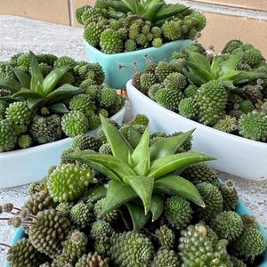 May include: Close-up of several succulent plants in small, light blue and white ceramic containers. The succulents have green, textured, and spiky leaves. The containers are arranged on a light grey surface.