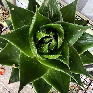 Gasteraloe ‘Cosmo’ & String of Pearls Succulent Arrangement
