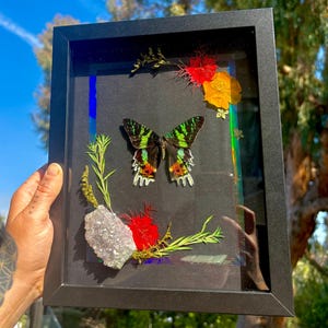 Sunset moth butterfly in black frame with rainbow holographic border / / aura crystal pastel cluster / pressed flowers / shadow box artwork