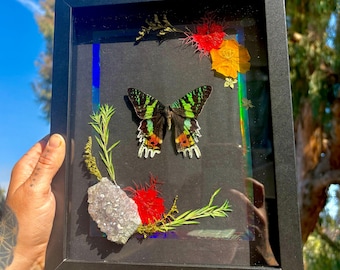Sunset moth butterfly in black frame with rainbow holographic border / / aura crystal pastel cluster / pressed flowers / shadow box artwork