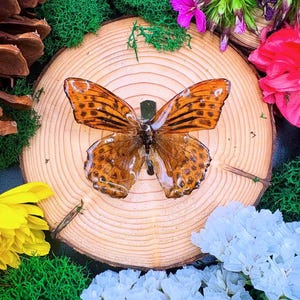 Real butterfly in resin with alligator hair clip Fairytale renaissance fair cottagecore fairy jewelry hair accessory hair barrettes monarch