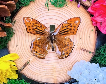 Peut inclure: Un papillon préservé aux ailes orange et marron, monté sur une tranche de bois. Le papillon est entouré de fleurs colorées, de mousse verte et de pommes de pin, créant un affichage décoratif naturel.