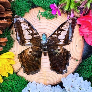 Real butterfly in resin with alligator hair clip Fairytale renaissance fair cottagecore fairy jewelry hair accessory hair barrettes monarch