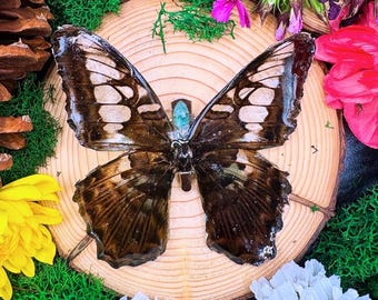 Peut inclure: Un papillon préservé aux ailes marron et blanches, posé sur une tranche de bois. Le papillon est entouré de mousse verte, de fleurs jaunes et roses et de pommes de pin, créant une présentation naturelle.