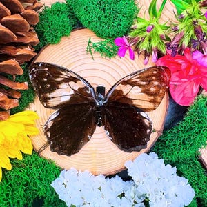 Real butterfly in resin with alligator hair clip Fairytale renaissance fair cottagecore fairy jewelry hair accessory hair barrettes monarch