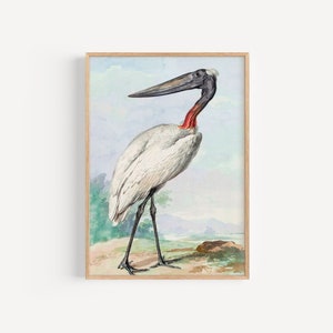 Schöner Vogel Malerei, Jabiru (1770) von Aert Schouman, druckbare Vogel Poster, digitaler Download, Zoologische Vogel Malerei, lebendige Farben