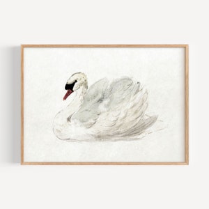 Vintage Mute Swan Print by Aert Schouman (ca. 1720–1792) - High-Resolution Digital Download | Dreamy Zoological Illustration | Swan Sketch