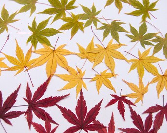 autumn leaves etsy