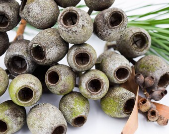 20 envases / gomas de mascar grandes • Gumnuts australianos • Suministros naturales australianos • Decoración australiana • Artesanía australiana, follaje de disposición floral