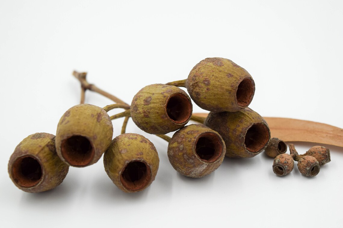 20 Pack Large Gumnuts Australian Gumnuts Australian Etsy