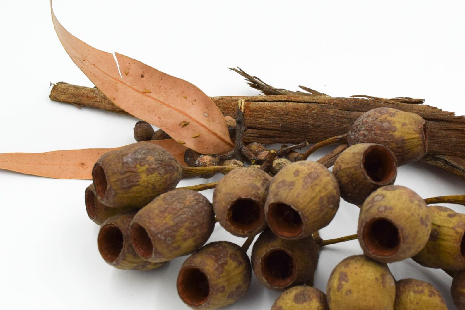 100 Pack Large Gumnuts Australian Gumnuts Gumnuts for Etsy Australia