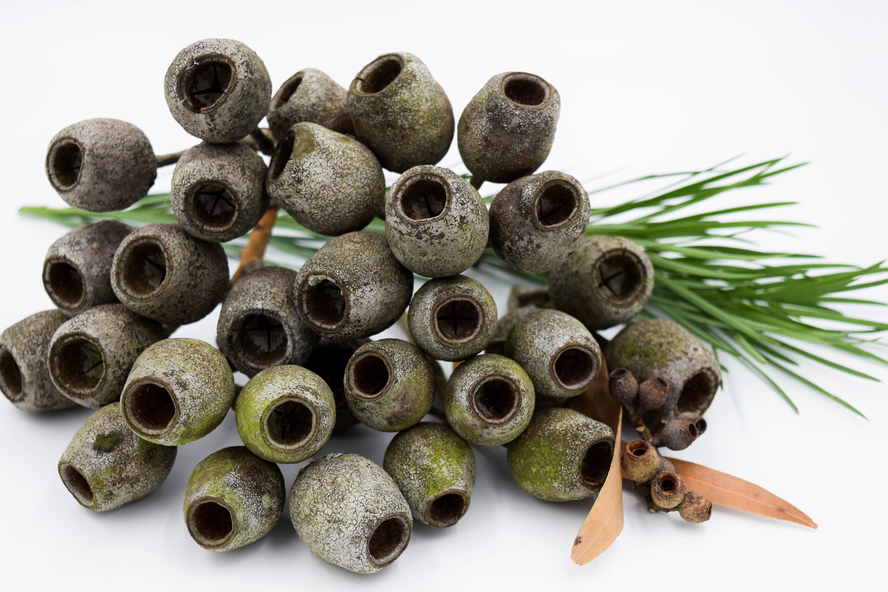 100 Pack Large Gumnuts Australian Gumnuts Gumnuts for Etsy Australia