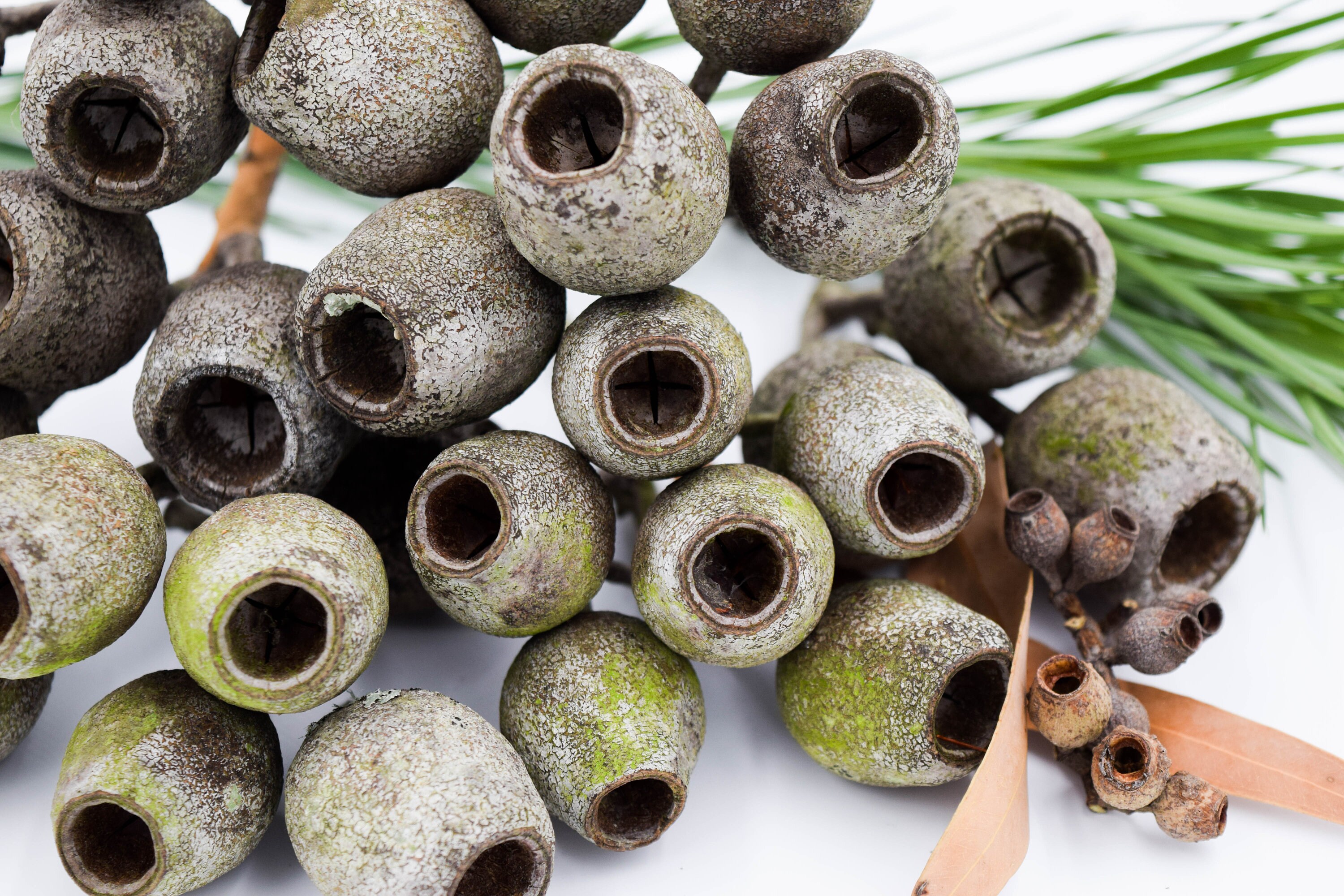 100 Pack Large Gumnuts Australian Gumnuts Gumnuts for Etsy Australia