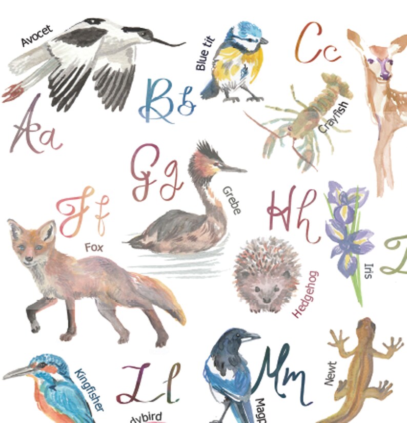 May include: Watercolor illustration of an alphabet featuring animals and plants. Includes an Avocet, Blue tit, Fox, Crayfish, Deer, Grebe, Hedgehog, Iris, Kingfisher, Ladybird, Magpie, and Newt. The letters Aa, Bb, Cc, Ff, Gg, Hh, Ll, and Mm are also shown.