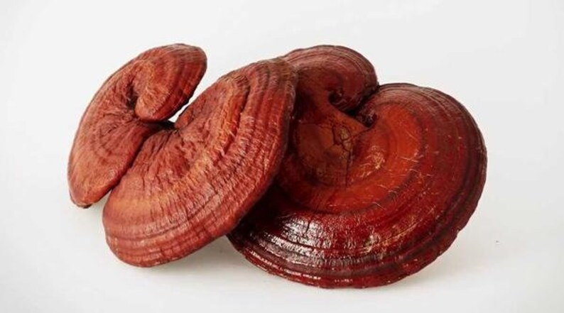reishi tincture