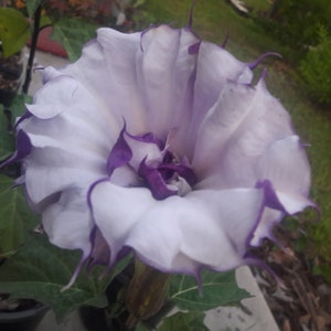 Datura Metel - Double Purple seed