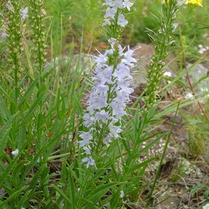 Veronica Longifolia Alba seed image 2