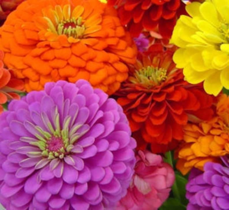 Zinnia California Giant mix seed       FREE SHIPPING on this item